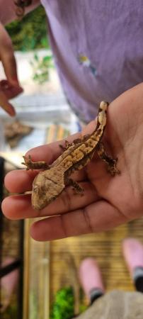 Image 32 of Beautiful baby Crested Geckos! Only 2 LEFT