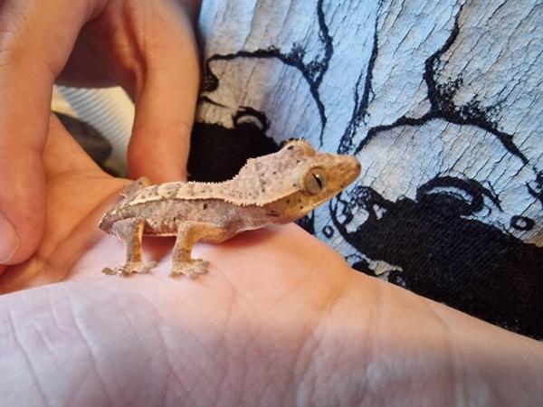 Image 2 of Baby crested geckos for sale