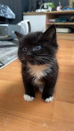 Image 1 of STUNNING BLACK AND WHITE KITTEN FOR SALE