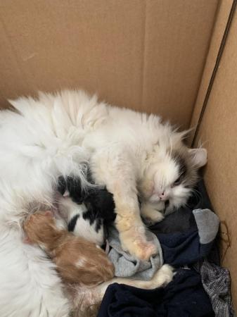 Image 5 of Beautiful Ragdolls for Sale ( Mixed Breed )