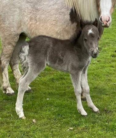 Image 1 of AMHA REGISTER SILVERFILLY FOAL