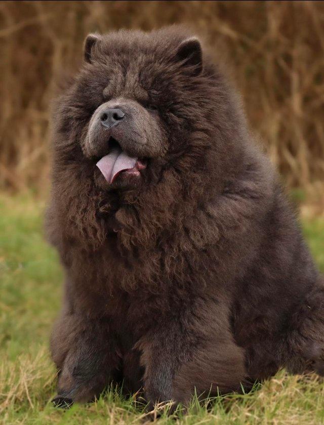 Preview of the first image of BLUE CHOW CHOW FOR STUD DUTIES.