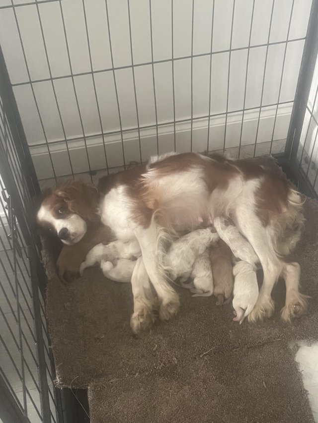 Lovely Cavapoo puppy’s ready now