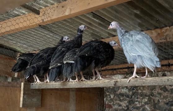 Preview of the first image of Guinea Fowl hatching eggs.