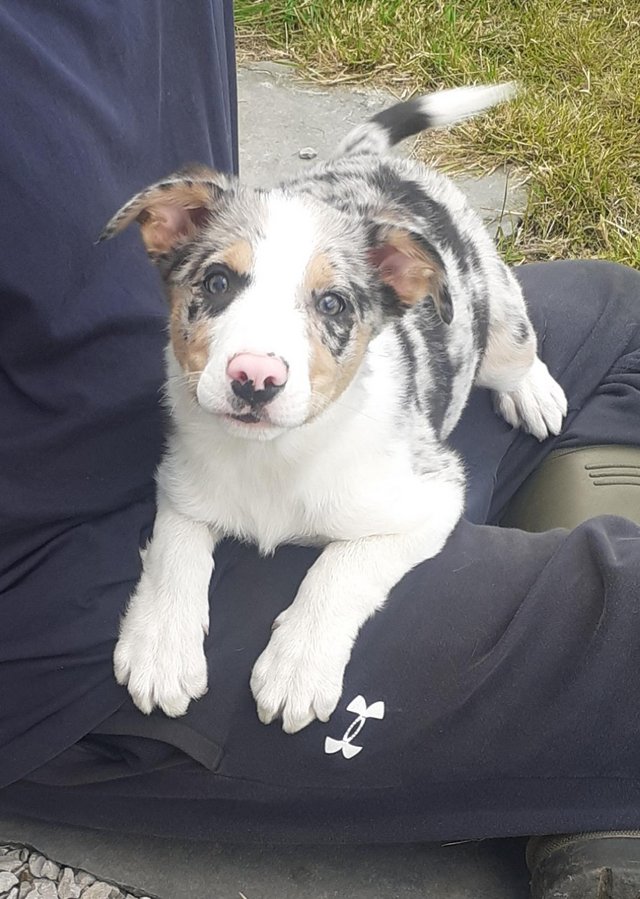Preview of the first image of **Last female tri merle border collie**.