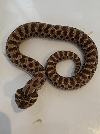 Image 3 of Adult hognoses and babies