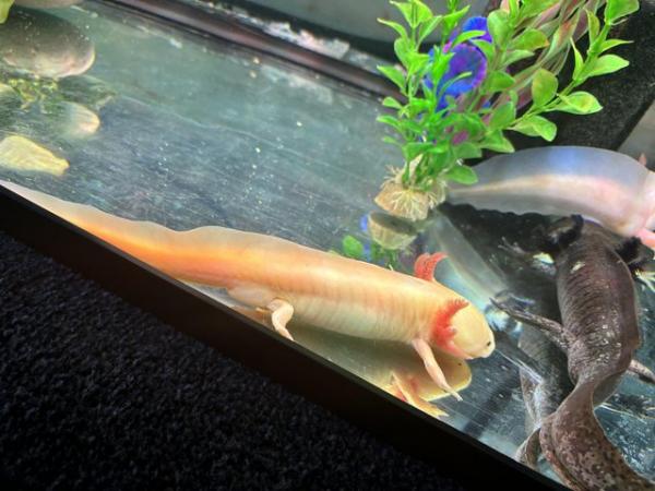 Image 1 of 3 male axolotls for sale