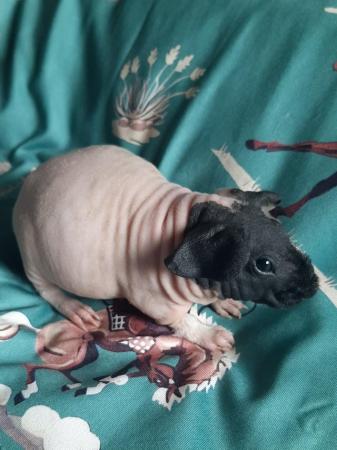Image 3 of Pedigree baby skinny pig