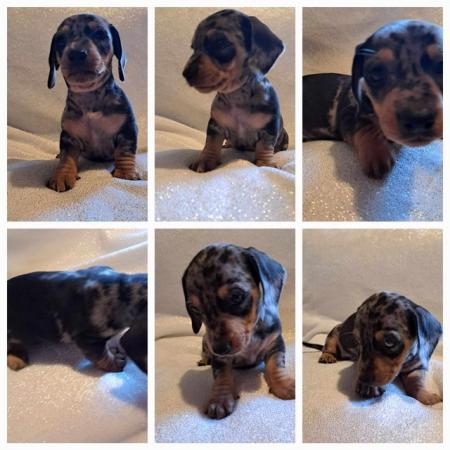 Image 7 of Gorgeous  puppys dachshunds silver daples