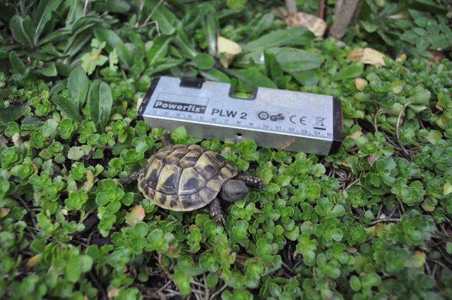 Image 5 of More than one year old little tortoises are ready to go