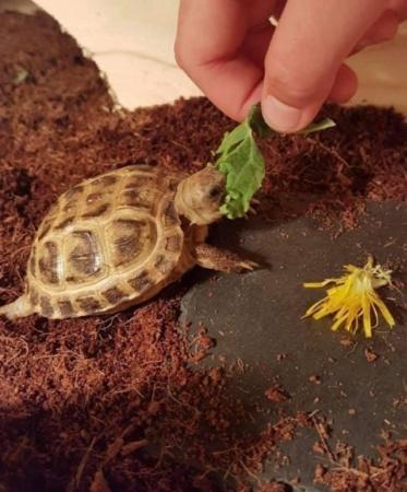 Image 2 of Baby tortoise with fully set up home and accessories