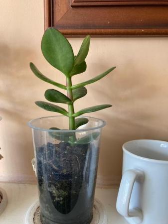 Image 1 of Money plants, crassula ovata