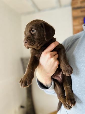 Image 13 of £750 Chocolate Labradors
