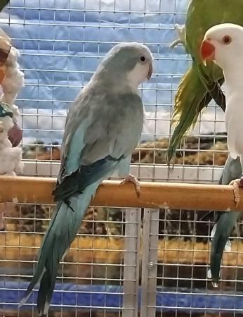 Image 13 of BIRDS/PARAKEETS/PARROTS AVAILABLE