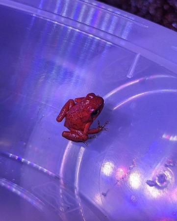 Image 9 of Oophaga pumilio 'bribri' dart frogs 0.0.3