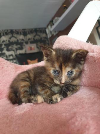 Image 1 of kittens ready to reserve x