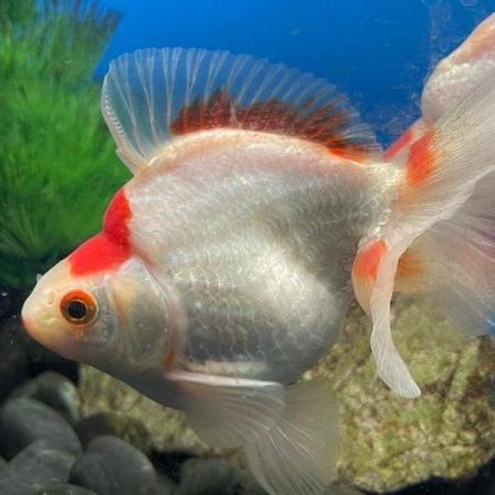 Image 5 of FANCY GOLDFISH - LOTS TOO CHOOSE FROM