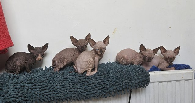 Image 2 of Playful and loving Sphynx kittens