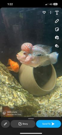 Image 5 of LARGE MALE FLOWERHORN FOR SALE £55 ONO