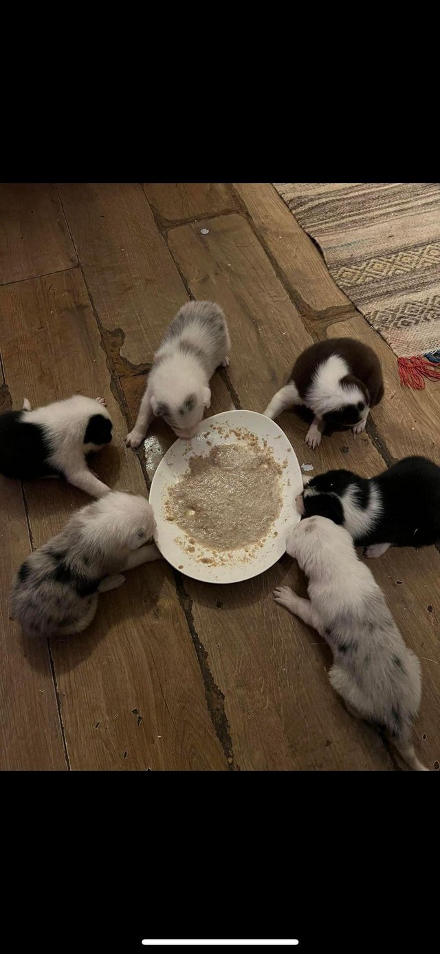 Preview of the first image of 4 weeks old border collies ready to go on the 3.4.24.