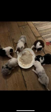 Image 1 of 4 weeks old border collies ready to go on the 3.4.24