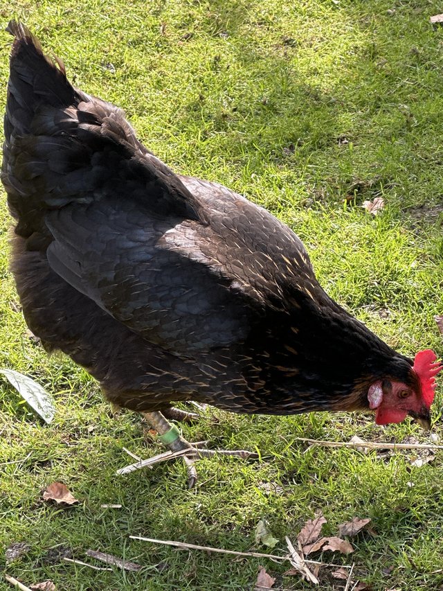 Preview of the first image of POL Black Rock Hybrid Hens.