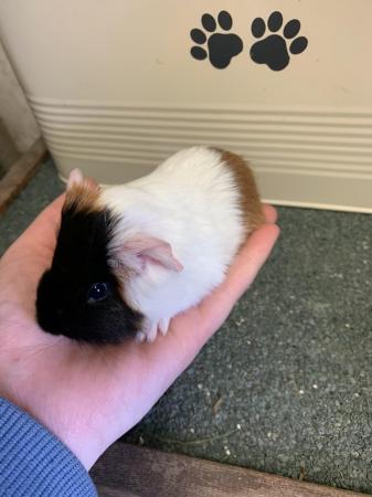 Image 5 of Female and male Guinea pigs for sale
