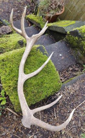 Image 2 of A Very Large Stag Antler In Good Used Condition