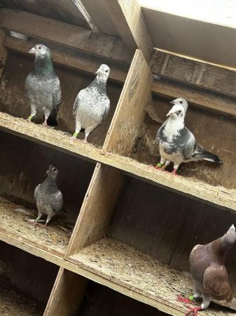 Image 4 of Racing pigeons well bred **last few remaining**