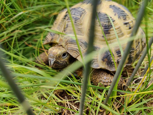 Preview of the first image of [Sold] Horsfield tortoise - 4 years old.