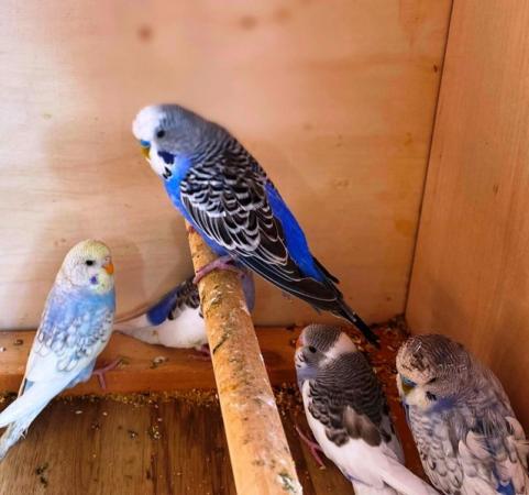 Image 6 of Quality various colour budgies in excellent condition