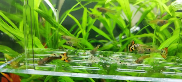 Image 1 of Guppy fry male/female for sale