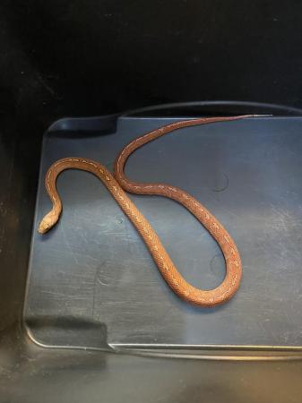 Image 3 of Blood Tessera Corn snake Male £75