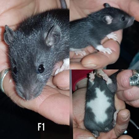Image 3 of Female rats ready ssssoooon