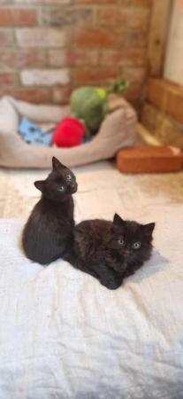 Image 10 of Gorgeous kittens looking for a loving home