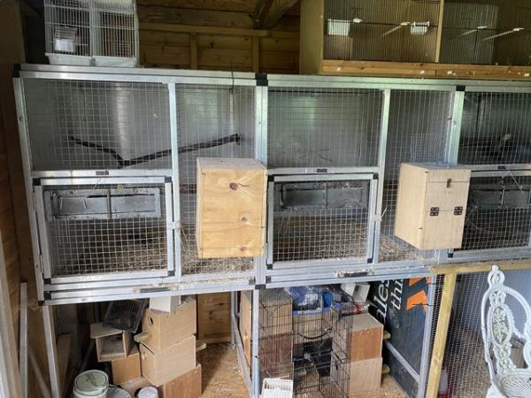 Image 6 of REDUCED 12 x Cockatiels and Breeding Cages Nest Boxes