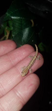 Image 3 of Baby mourning geckos for sale. 20 each or 2 for 30. 10 each