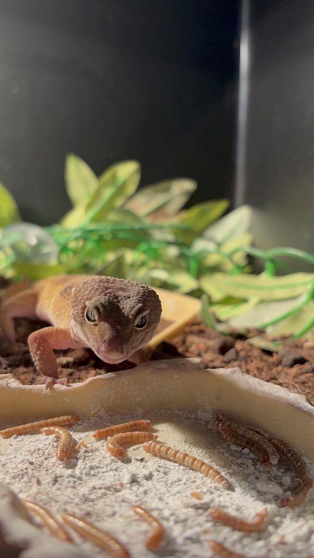 1yr old lepord gecko £60 — photo 3 of 4