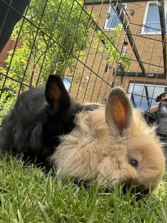 Image 7 of 2 rabbit / bunnies for sale mini lops