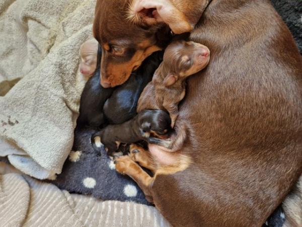 Image 11 of ONLY 2 GIRL DACHSHUND PUPPIES LEFT!!!!