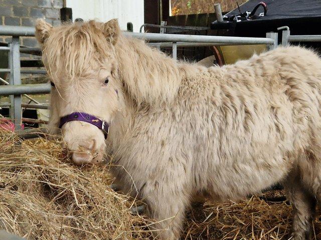 Preview of the first image of SPSBS registered mini filly Shetland.