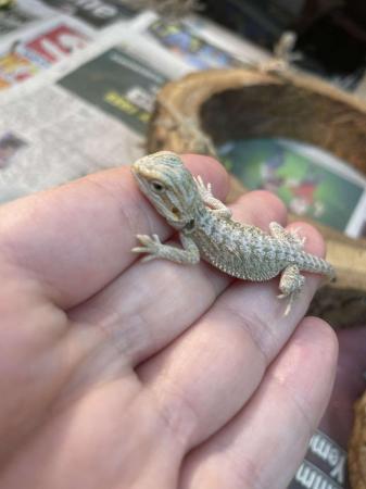 Image 3 of Baby bearded dragons born on the 15/4/2024