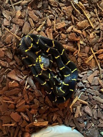 Image 11 of UKCB 2023 Melanota Mangrove Snakes