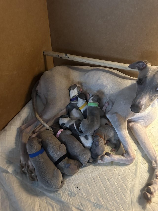 Preview of the first image of Full pedigree KC registered whippet pups.