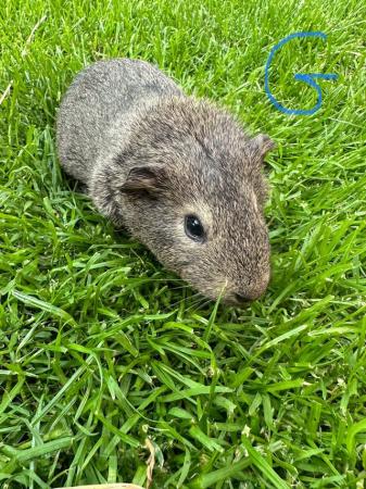 Image 10 of Male and Female Guinea pigs