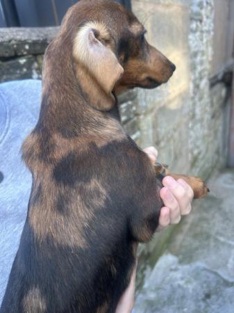 Image 7 of Miniature Dachshund Dogs