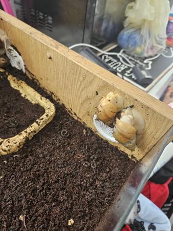 Image 4 of African land snails for sale