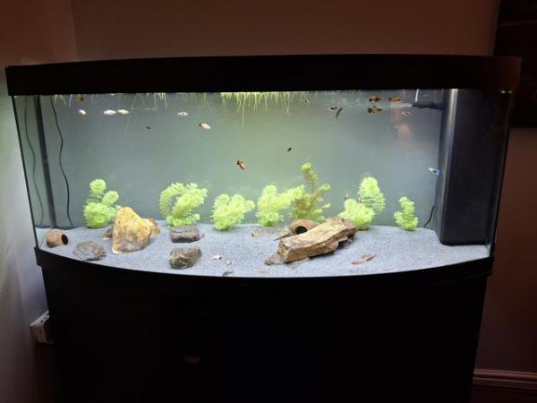 Image 5 of Juwel Vision 450 fish tank aquarium