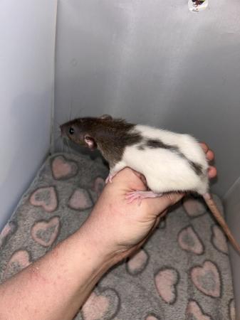Image 8 of Baby Dumbo Rats both genders available