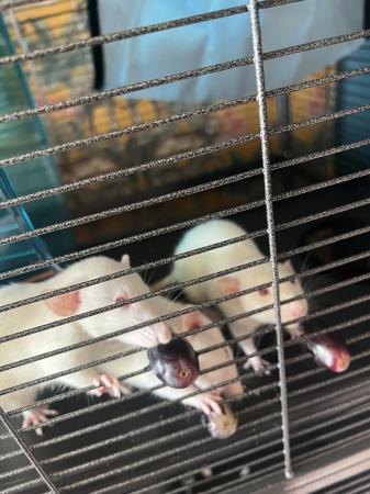 Image 2 of 3 female albino dumbo rats 12 weeks old with everything